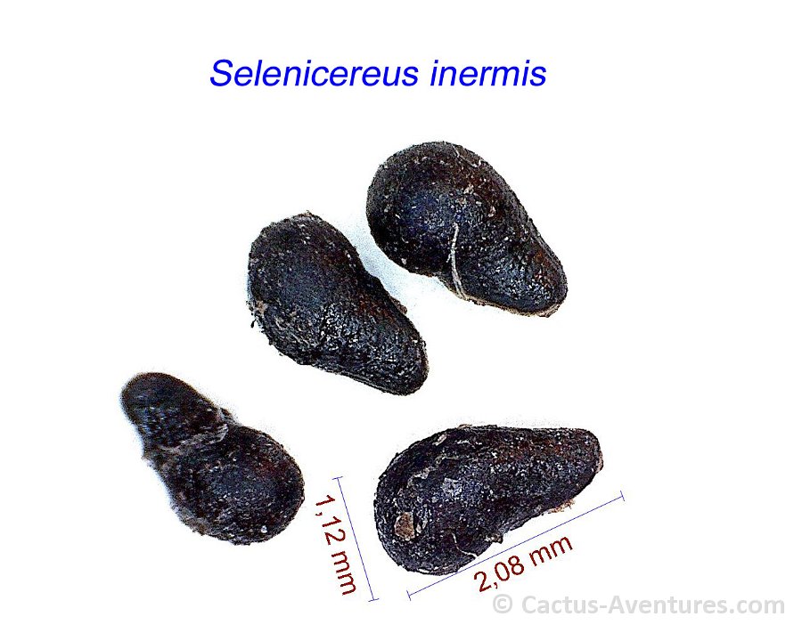 Selenicereus inermis